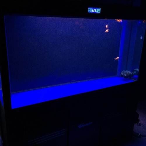 可麗愛的魚缸到底好不好，可麗愛與彩蝶魚缸對比評測