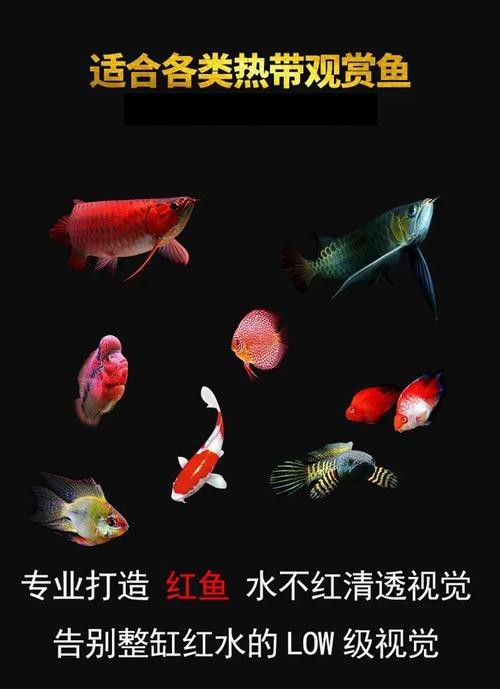 仟湖紅龍魚燈用戶評價如何？ 仟湖紅龍魚燈用戶評價如何？ 龍魚百科 第6張
