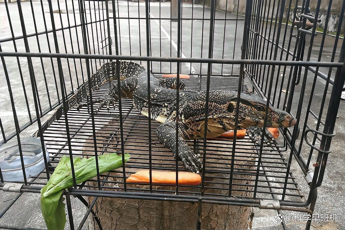 魚缸有病菌怎么去除？魚缸有病菌怎么去除小妙招