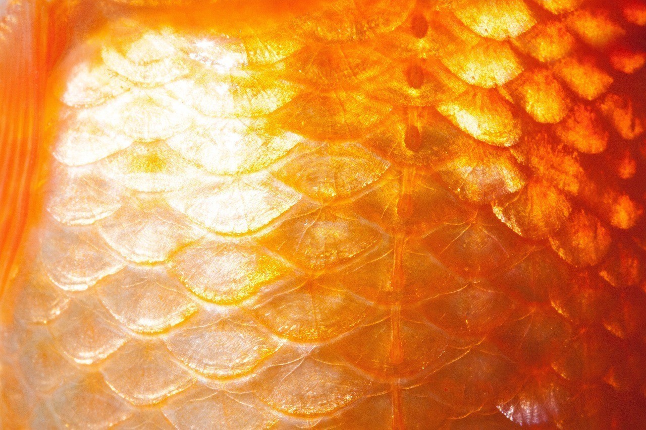 金龍魚魚鱗發白是什么病（銀龍魚魚鱗發白）