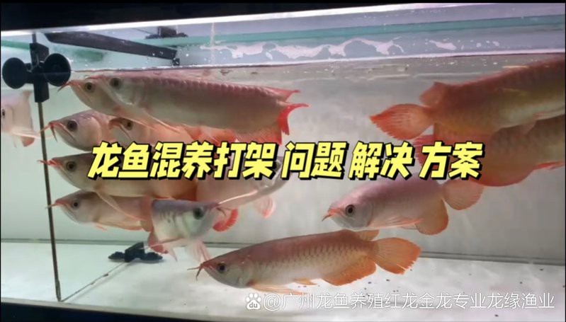 如何預防金龍魚之間的爭斗？