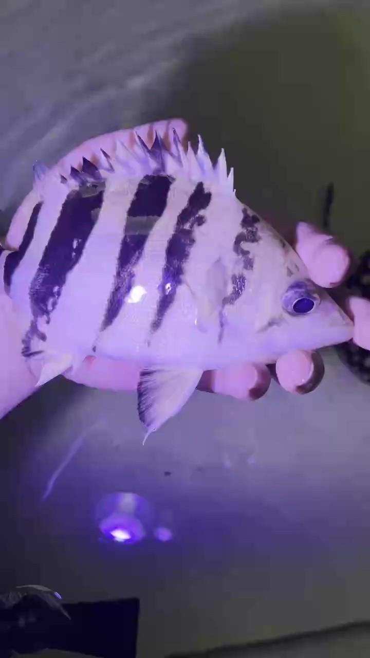 退沙虎