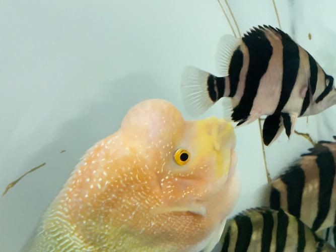 虎魚(yú)圖片