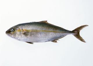 鯛魚最好三個菜
