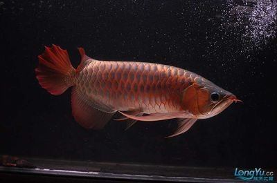50公分的紅龍魚(yú)用什么燈好看（50公分大小的紅龍魚(yú)用什么燈好紅龍魚(yú)用什么燈好）