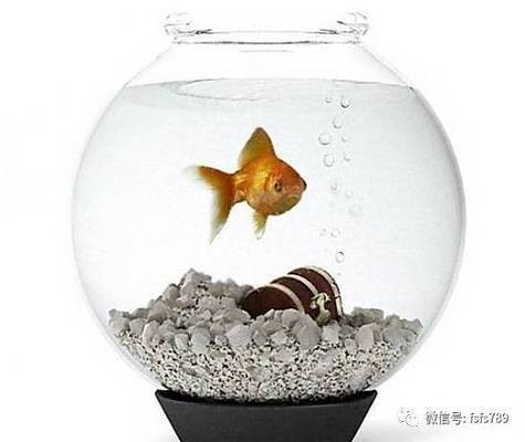 鷹手營(yíng)子礦區(qū)尚景水族店（鷹手營(yíng)子礦區(qū)尚景水族店電話）
