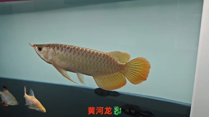 頭型，鰭尾方方面面夠用 頭型，鰭尾方方面面夠用 龍魚論壇