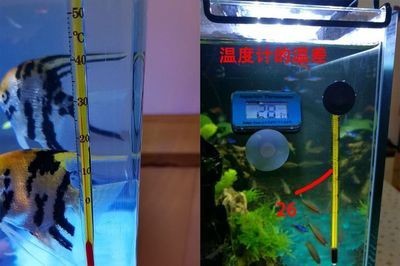 魚缸加熱棒與水質(zhì)的關(guān)系魚缸加熱棒的關(guān)系魚缸加熱棒：如何選擇合適的魚缸加熱棒