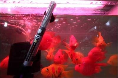 魚缸加熱棒與水質(zhì)的關(guān)系魚缸加熱棒的關(guān)系魚缸加熱棒：如何選擇合適的魚缸加熱棒