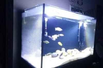 公認(rèn)最好的魚(yú)缸品牌（魚(yú)缸十大品牌排行榜）