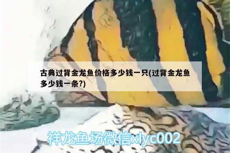 奎屯樂(lè)魚(yú)水族館
