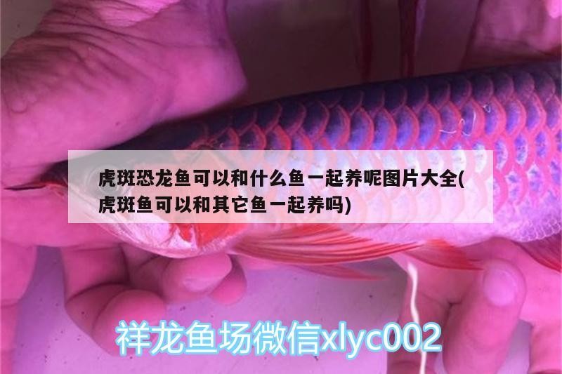 奎屯樂(lè)魚(yú)水族館