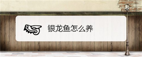 銀龍魚可以吃海蝦米嗎圖片(銀龍魚可以吃海蝦米嗎圖片大全)