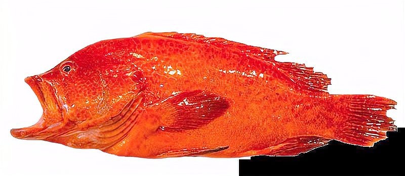 石斑魚有幾種 石斑魚有幾種 龍魚論壇 第4張
