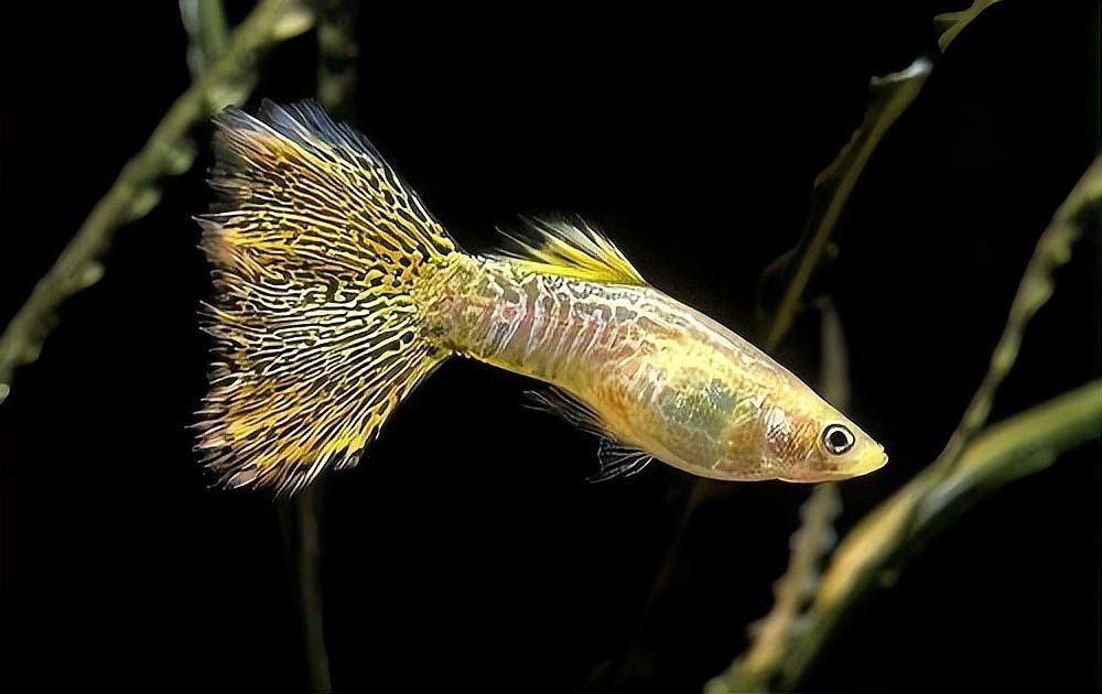 缸里一條魚追著所有魚咬 缸里一條魚追著所有魚咬 龍魚論壇 第3張