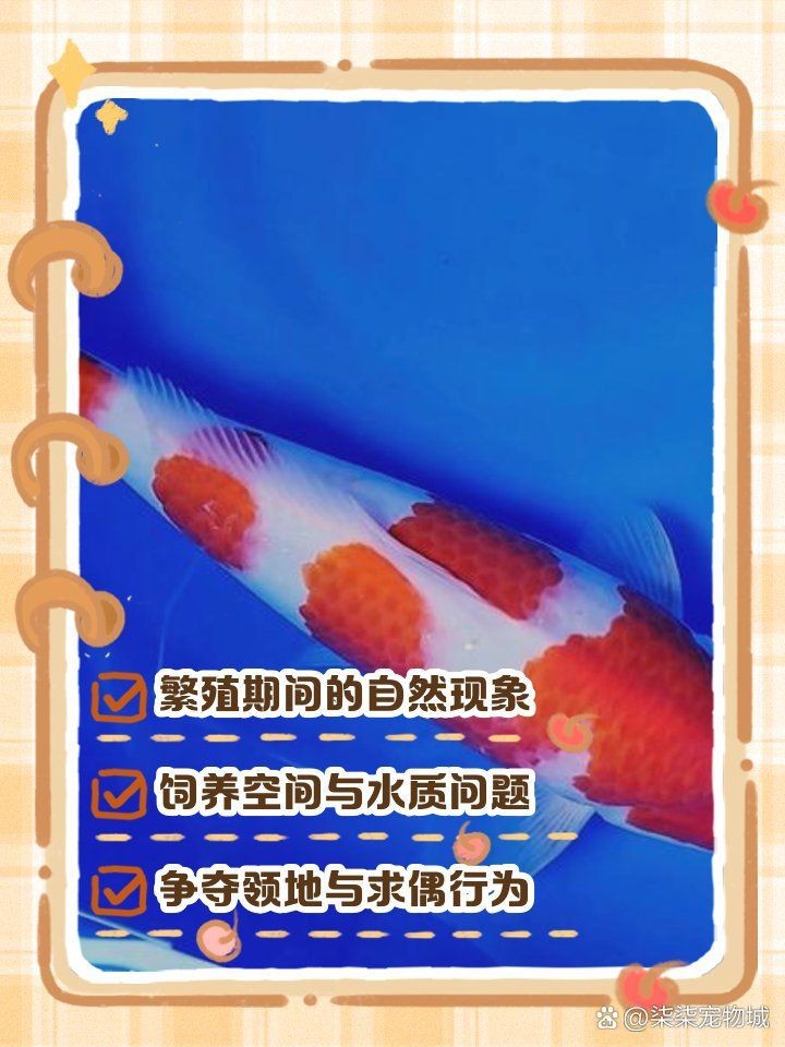 缸里一條魚追著所有魚咬 缸里一條魚追著所有魚咬 龍魚論壇 第1張