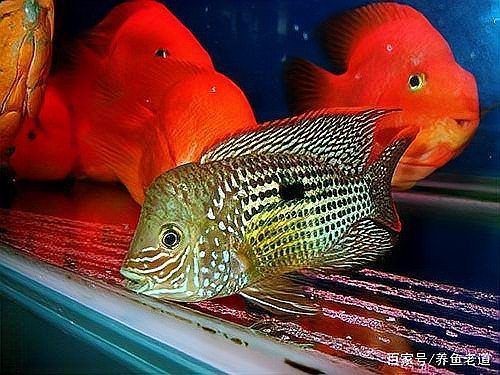缸里一條魚追著所有魚咬 缸里一條魚追著所有魚咬 龍魚論壇 第7張
