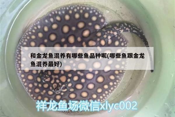 換水后多久調整pH值？，換水后ph值波動大怎么辦，有哪些方法可以調整 換水后多久調整pH值？，換水后ph值波動大怎么辦，有哪些方法可以調整 龍魚百科 第2張
