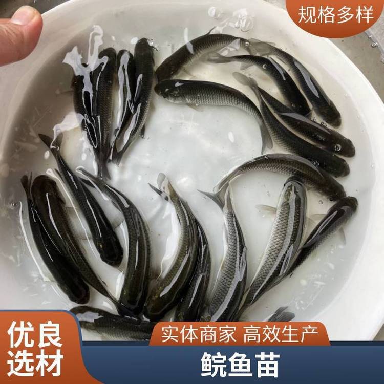 附近哪里有賣草魚苗