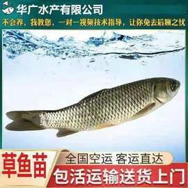 附近哪里有賣草魚苗