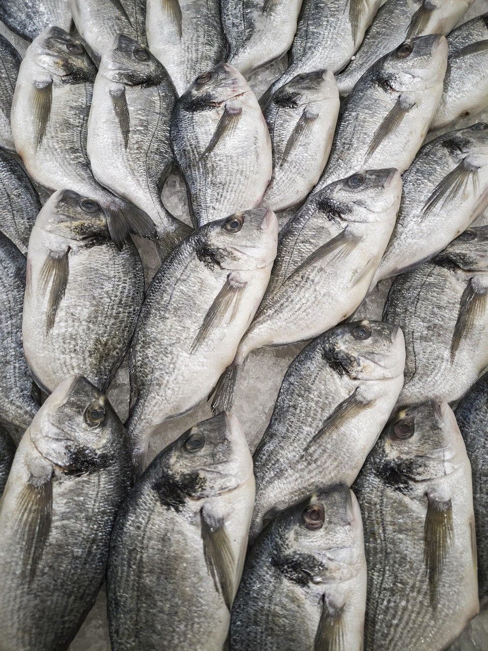 南美洲異型魚(yú)不能養(yǎng)的原因 南美洲異型魚(yú)不能養(yǎng)的原因 龍魚(yú)論壇 第1張