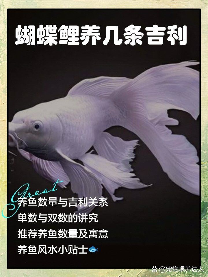蝴蝶鯉養(yǎng)幾條最招財風(fēng)水 蝴蝶鯉養(yǎng)幾條最招財風(fēng)水 龍魚論壇 第1張