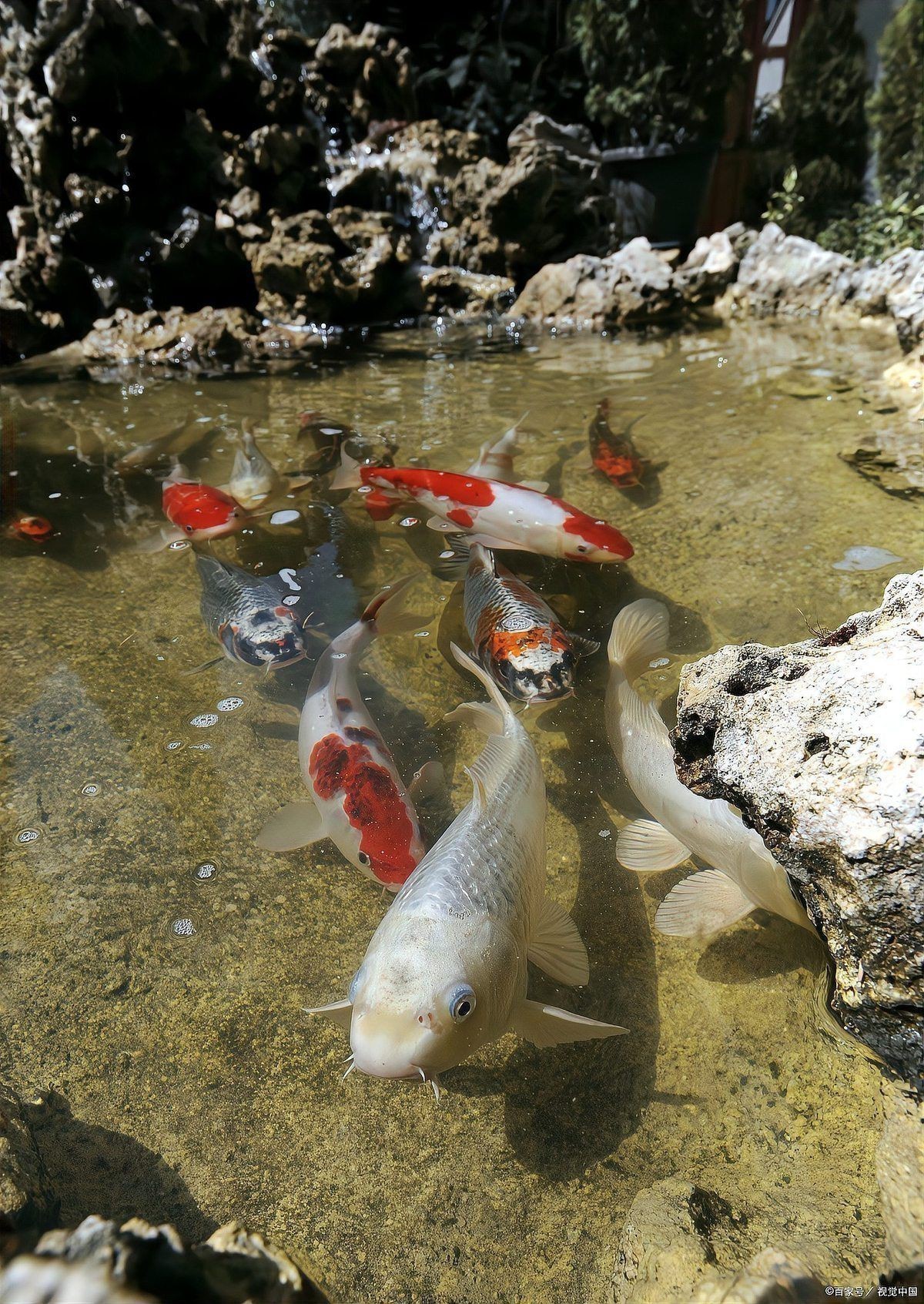 蝴蝶鯉養(yǎng)幾條最招財風(fēng)水 蝴蝶鯉養(yǎng)幾條最招財風(fēng)水 龍魚論壇 第15張