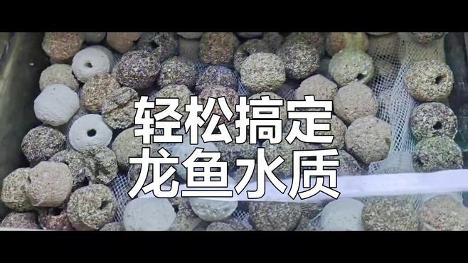 如何保持龍魚水質清潔？