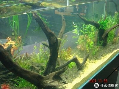 魚(yú)缸造景的歷史和發(fā)展：淡水魚(yú)缸造景圖對(duì)不起我無(wú)法提供實(shí)時(shí)的圖像內(nèi)容