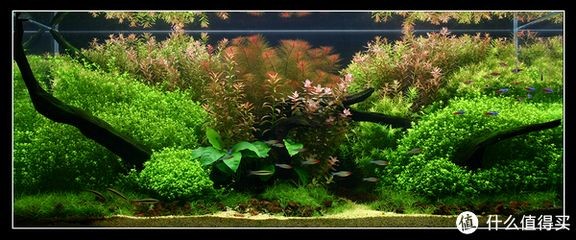 魚(yú)缸造景的歷史和發(fā)展：淡水魚(yú)缸造景圖對(duì)不起我無(wú)法提供實(shí)時(shí)的圖像內(nèi)容