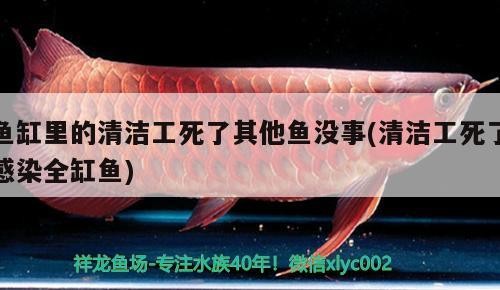 銀龍魚是龍魚嗎：銀龍魚是龍魚嗎