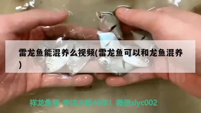 銀龍魚是龍魚嗎：銀龍魚是龍魚嗎