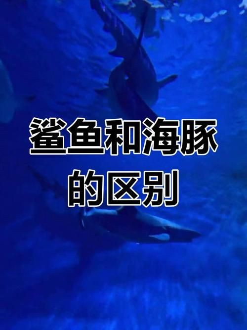 海豚和鯊魚區別圖片