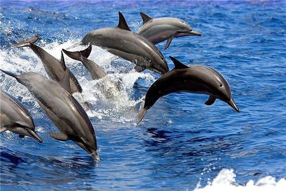 海豚和鯊魚區別圖片