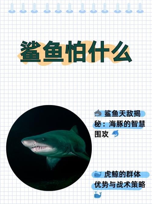 海豚和鯊魚區別圖片