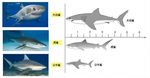 海豚和鯊魚區別圖片