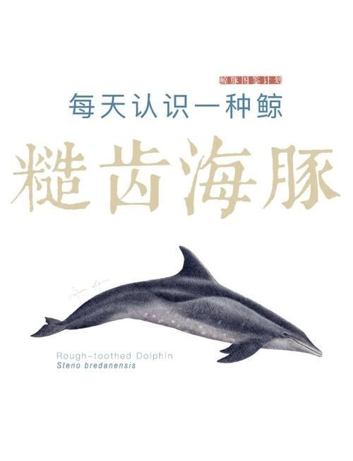 海豚和鯊魚區別圖片