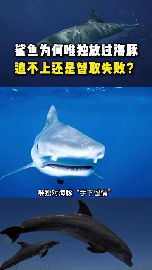 海豚和鯊魚區別圖片