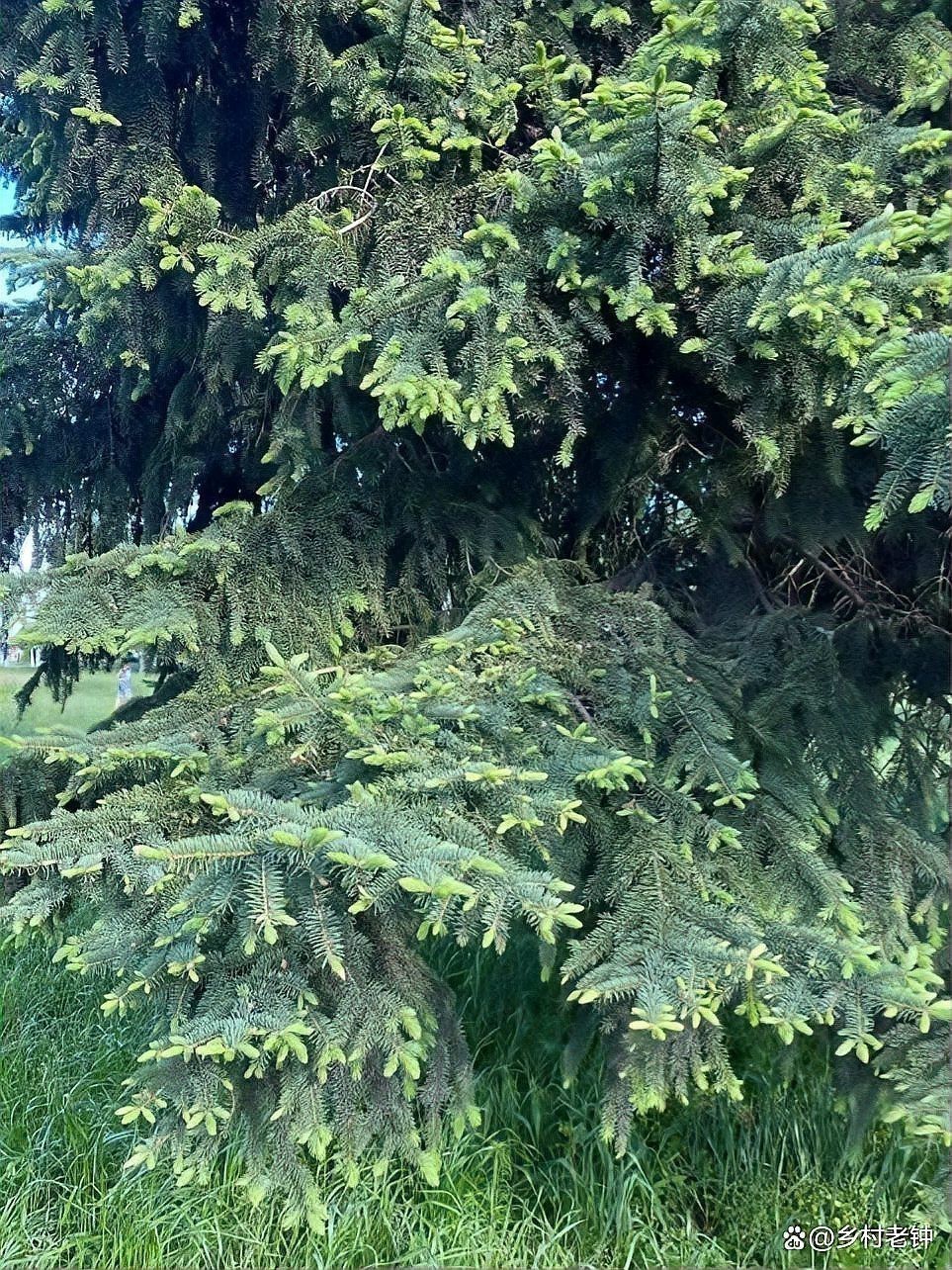 風(fēng)化土最忌三種植物