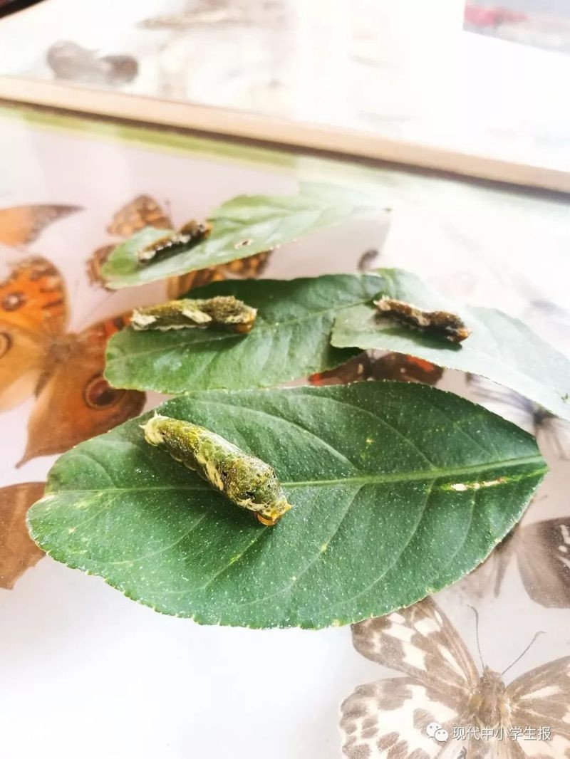 蝴蝶可以當寵物養嗎 蝴蝶可以當寵物養嗎 龍魚論壇 第1張