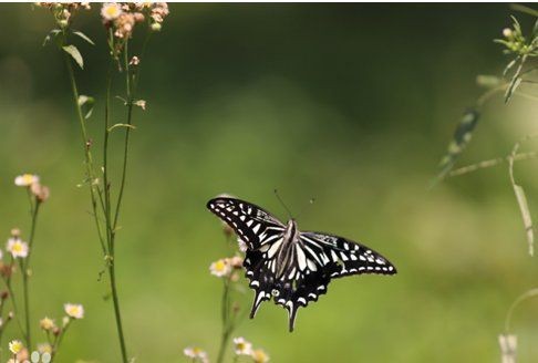 蝴蝶可以當寵物養嗎 蝴蝶可以當寵物養嗎 龍魚論壇 第3張