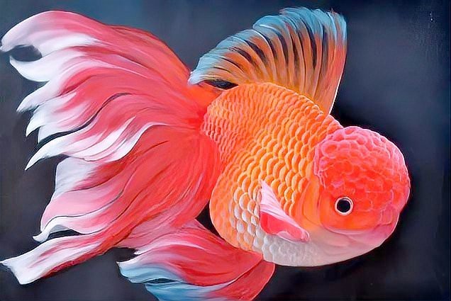 風水龍魚養幾條好旺財圖片