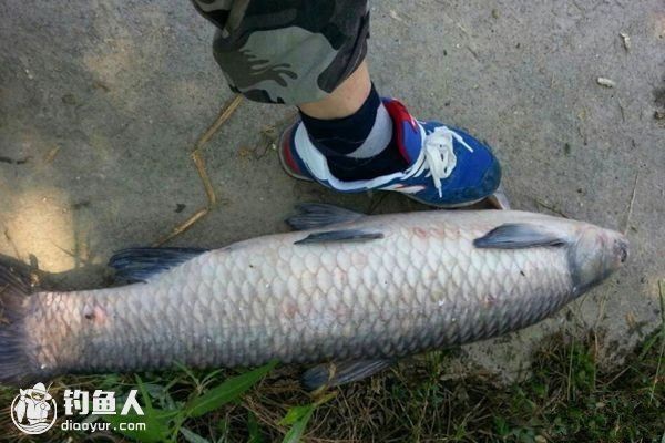 青龍魚是什么（青龍魚與金龍魚的日常護理要點青龍魚與金龍魚的區別）