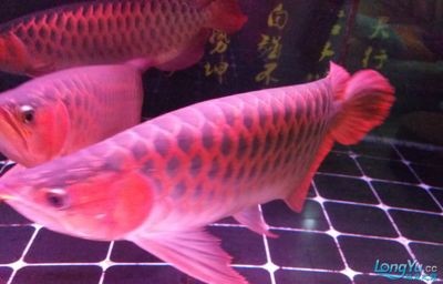 廣東佳寶魚缸多少錢一平方：廣東佳寶魚缸價格信息