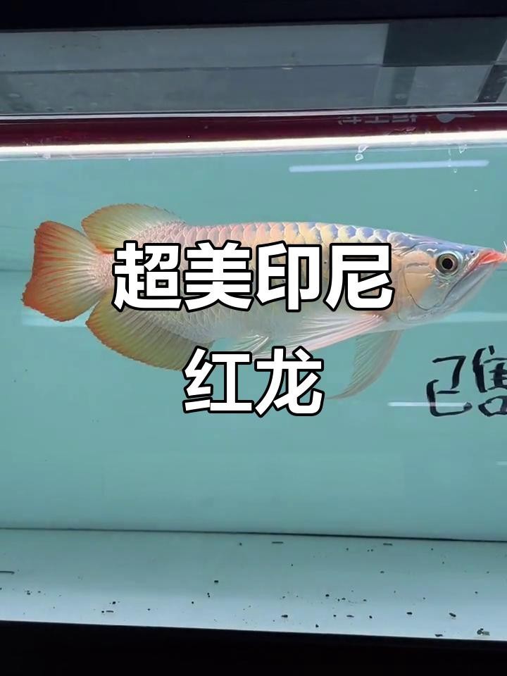 紅龍魚視頻欣賞大全