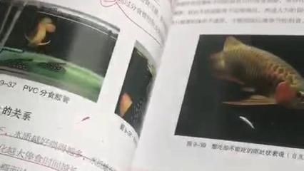 龍魚魟魚飼養手冊電子書（《龍魚魟魚飼養手冊》是一本全面的指南）