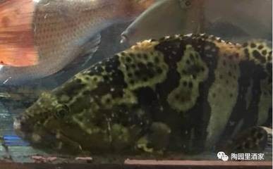 為啥石斑大了之后叫龍躉