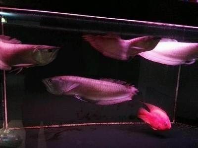 60公分養龍魚（60公分的魚缸適合養龍魚嗎） 60公分養龍魚（60公分的魚缸適合養龍魚嗎） 龍魚百科 第3張