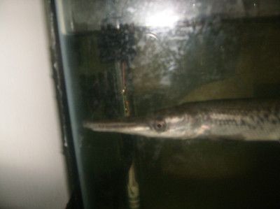 60公分養龍魚（60公分的魚缸適合養龍魚嗎） 60公分養龍魚（60公分的魚缸適合養龍魚嗎） 龍魚百科 第1張