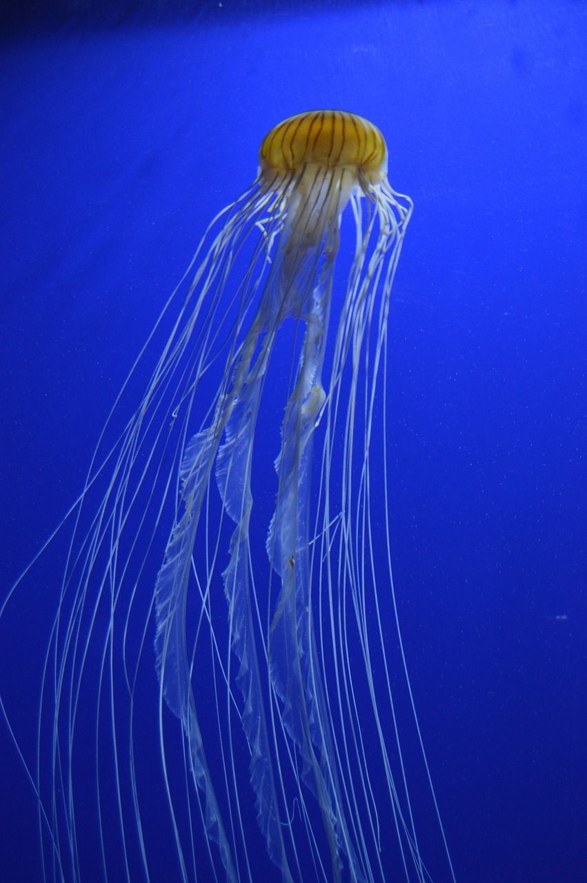 七彩雷龍魚好養(yǎng)嗎百度貼吧（七彩雷龍好看嗎）
